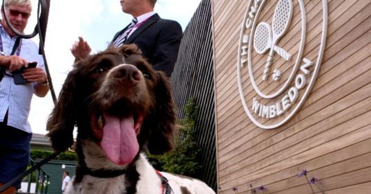Puppy love Tennis dogs take the lead at Wimbledon